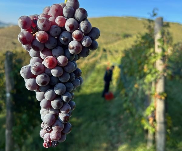 ed2862ac-0557-4e07-9643-e71467a8bea4